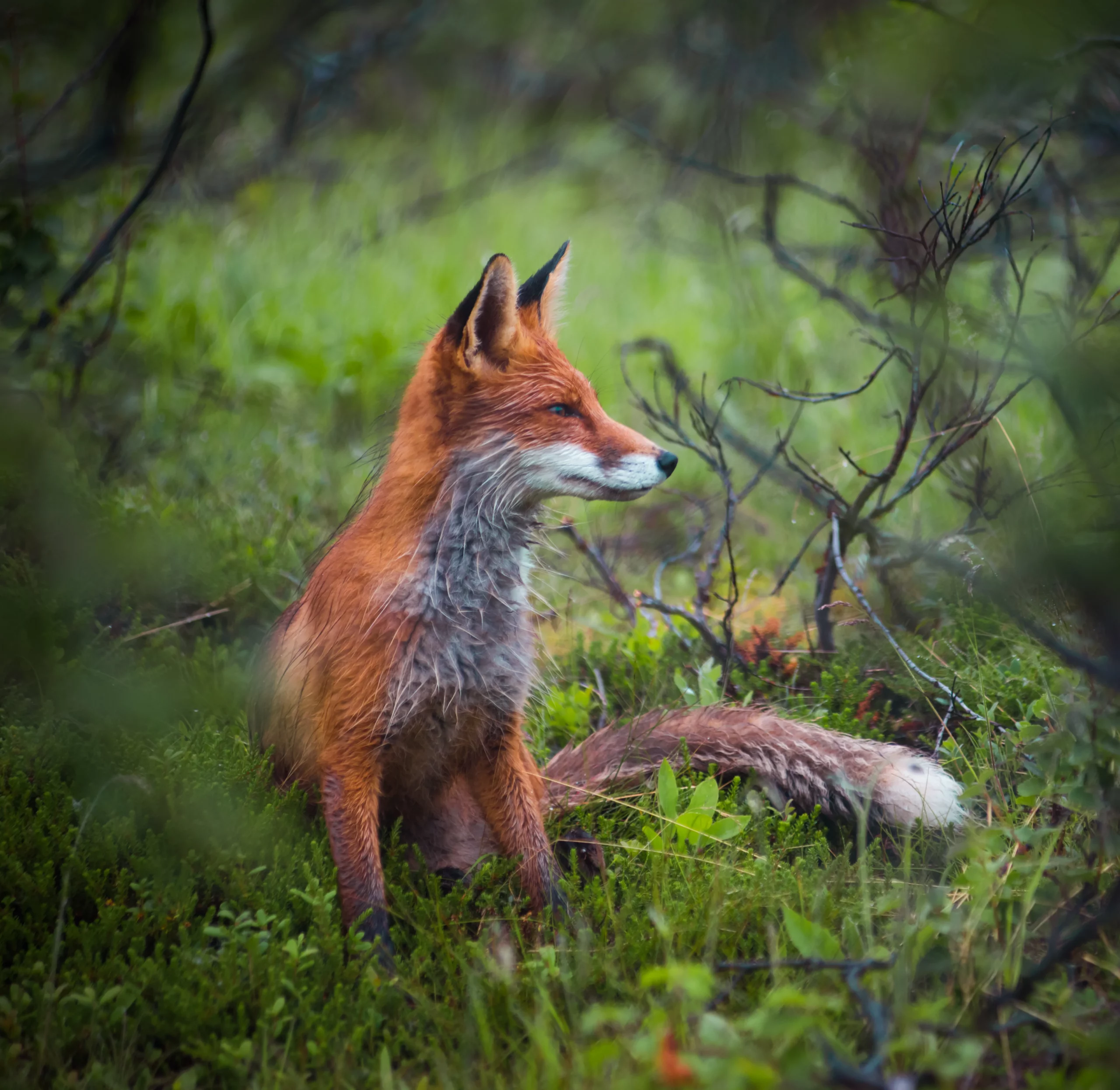 Багги тур к океану